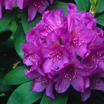 Annette Wolfe Photo 7