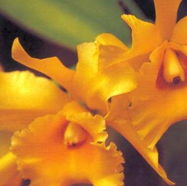 Marc Fields Photo 38