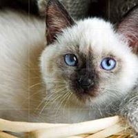 Linda Rhodes Photo 23