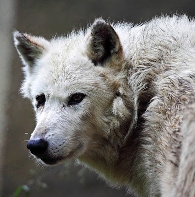 Billy Morrison Photo 14 Billy Morrison Photo 14