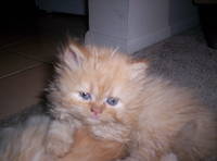 Debbie Cline Photo 39