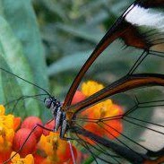 Maxine Collins Photo 29