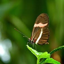 Sarah Fortune Photo 29 Sarah Fortune Photo 29