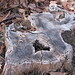 Teresa Stump Photo 15