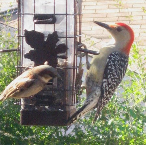 Cheryl Pratt Photo 10