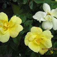 Carol Stepp Photo 7