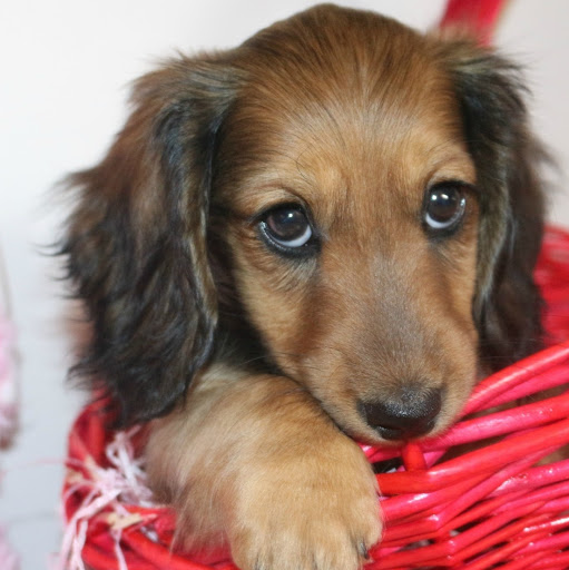 Laurie Knight Photo 14