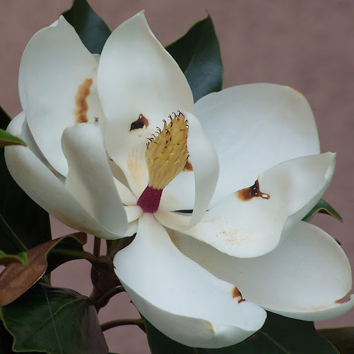 Kathy Flowers Photo 31