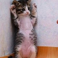 Charles Whitehead Photo 47