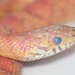 Jennifer Corns Photo 22