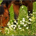 Marguerite Brown Photo 32