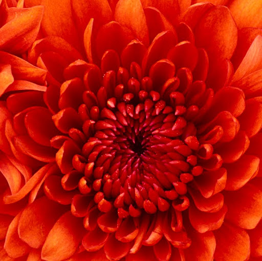 Marsha Jacobs Photo 27