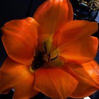 Tracy Roth Photo 37