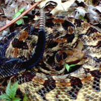 Charles Lester Photo 40