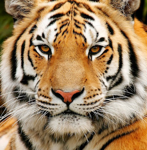 Linda Farrell Photo 19 Linda Farrell Photo 19