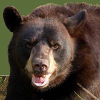 Bert Downing Photo 4