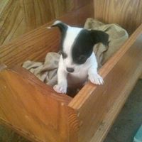 Virginia Young Photo 17