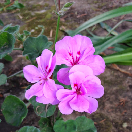 Debbie Berger Photo 3