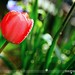 April Little Photo 36