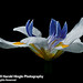 Harold White Photo 22