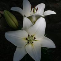 Katherine Pope Photo 15