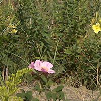 Deborah Weston Photo 14