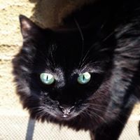 Paula Killion Photo 6