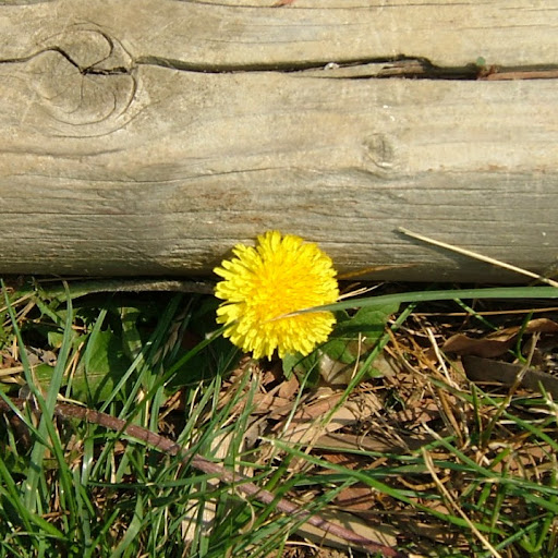 Rose Clark Photo 38
