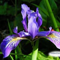 Diane Waggoner Photo 12