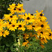 Susan Durham Photo 18