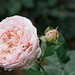 Evelyn Rose Photo 12