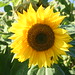 Joyce Trent Photo 34