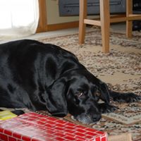 Joshua Jensen Photo 8 Joshua Jensen Photo 8