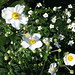 Andrea Atkinson Photo 29