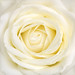 Geraldine Rose Photo 6