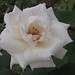 Elizabeth Pyles Photo 24