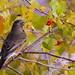 Robin Steger Photo 11