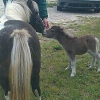 Sue Carlisle Photo 22