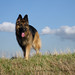 Jerry Shepherd Photo 21
