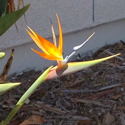 Amy Mckenzie Photo 16