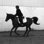 Stephanie Powers Photo 11