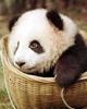 Chong Chen Photo 13