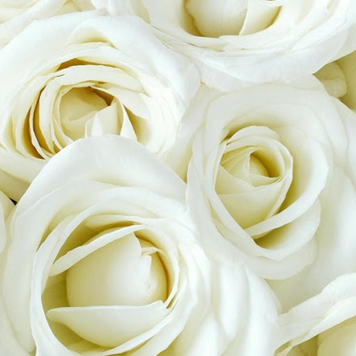 Kathleen Prince Photo 9