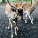 Bobbie Deer Photo 9