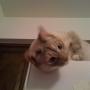Larry Ackerman Photo 24