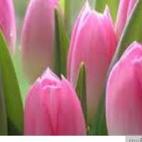 Cynthia Tobias Photo 11