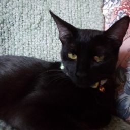 Patricia Barton Photo 18