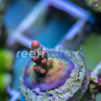 Justin Hester Photo 44