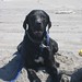 Sandy Straub Photo 16