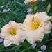 Dorothy Schaffer Photo 16